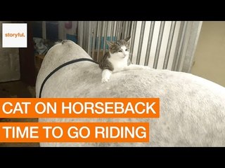 Adventurous Cat Prepares for Horse Riding