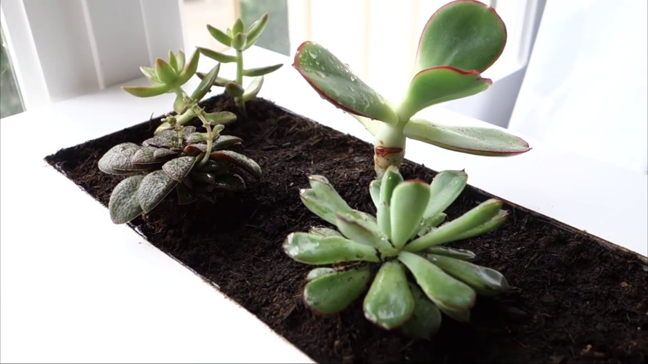 DIY - Une astuce simple et très pratique :  Table à plantes IKEA, nid à succulentes!