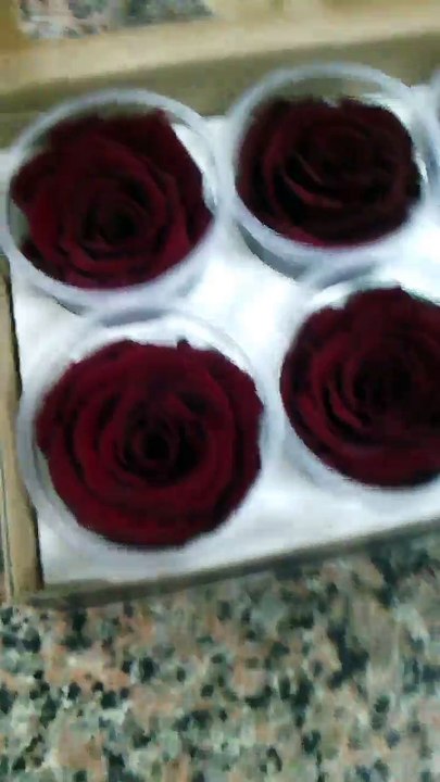 Red Roses