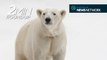 Mortal moose combat, saddest polar bear on the move & a tragic rhino death