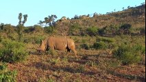 Confrontation 3 Male Lions vs. 300 Cape Buffalo 100 Buffalo vs. 1 Lion Lions vs Buffalos p2