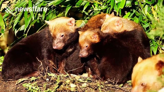 Five hungry bush dog puppies try to feed from mother at the same time