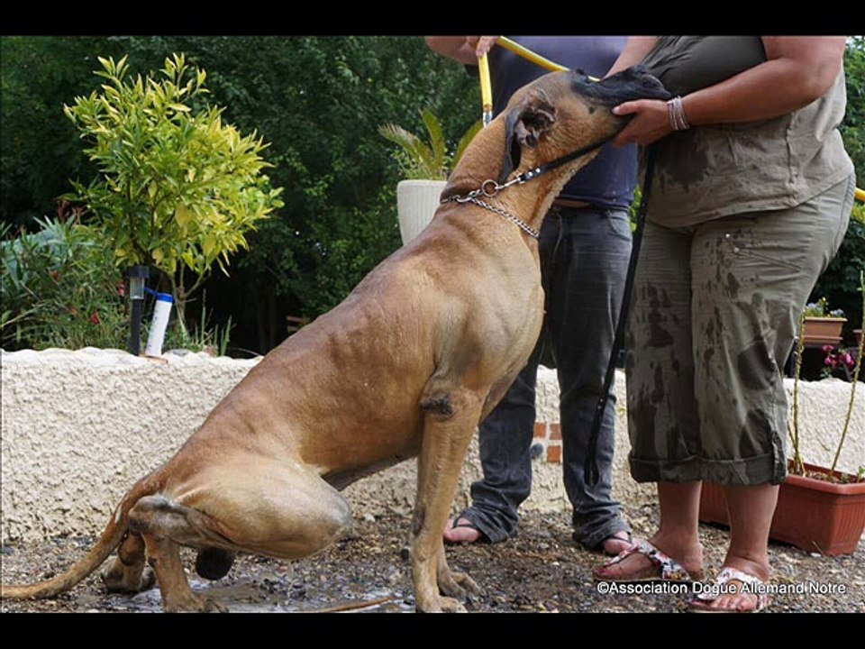 Association Dogue Allemand Notre 8 Ans