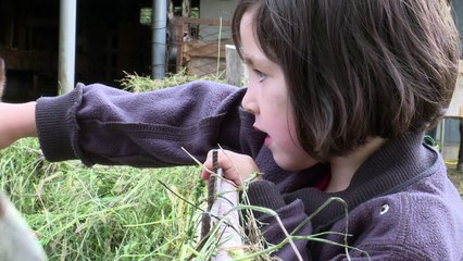 Eselmilch soll Tiere in Montenegro retten