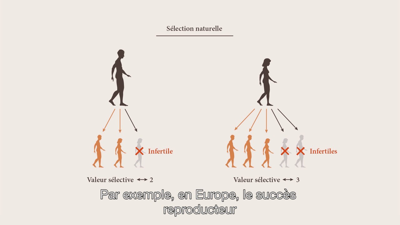 MOOC Les origines de l'Homme - Sujet 6.3 : Quand notre culture change notre ADN 2/2