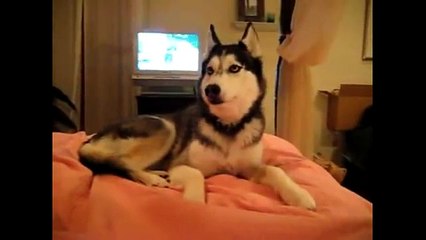 Grandes Fails De Perros Y Gatos