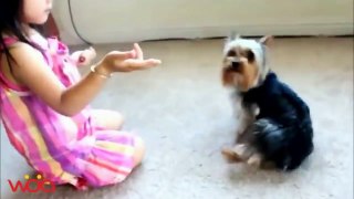 Baby And Yorkie Dog Laughing With Cute Moments - Dog loves Baby compilation