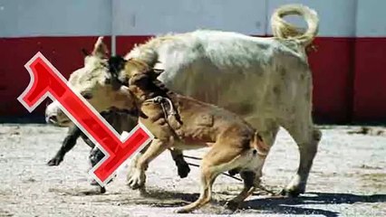 LOS PERROS EXTINTOS MÁS IMPRESIONANTES.