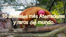 Top 10 animales más Raros del Mundo  No creerás que Existen