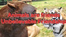 Animals are friends Unbelievable Friendship Compilation - YouTube