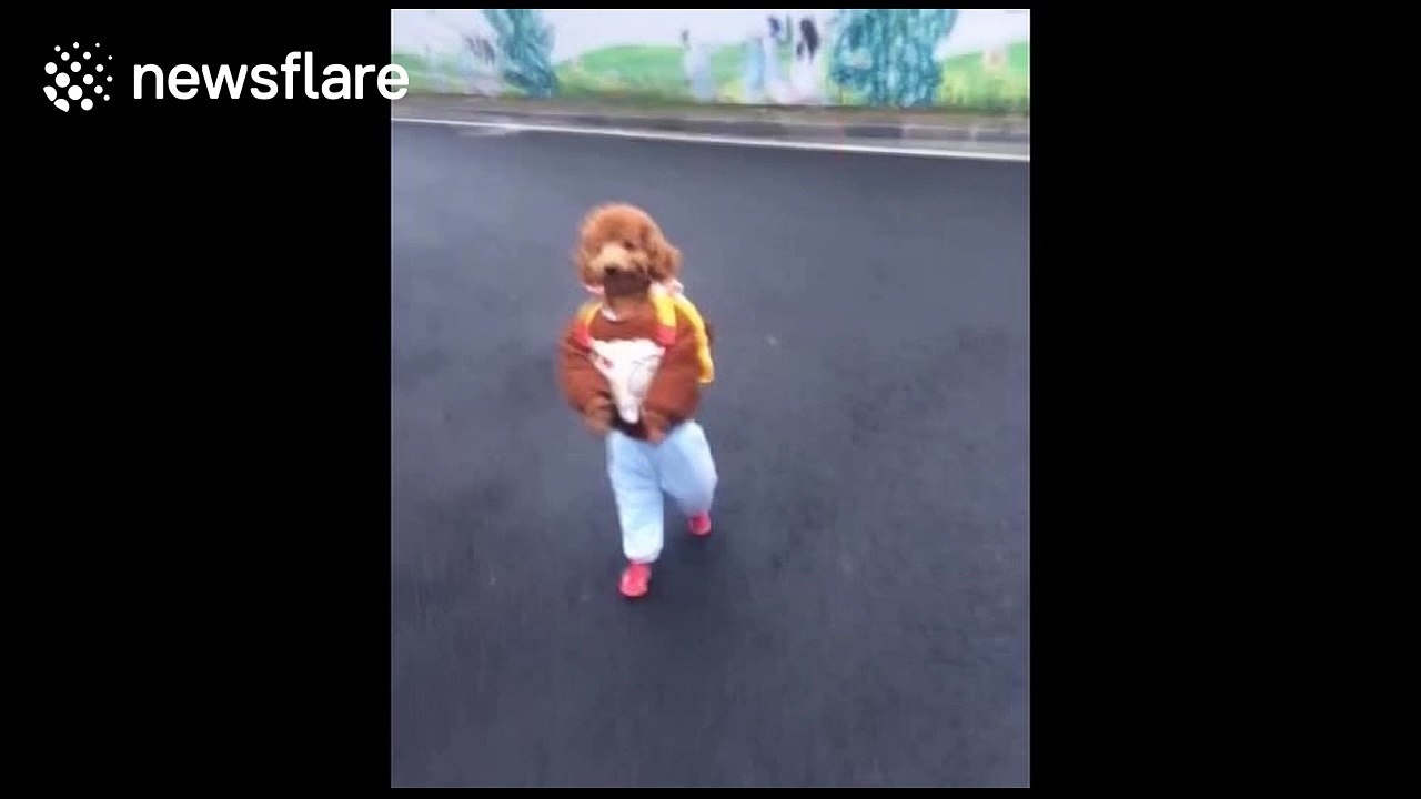 Poodle dressed up like a schoolboy walks like a human