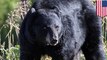 Woman survives Maryland’s first bear attacks in decades after punching it in the face, then playing dead