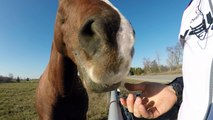 Horse annoyed with cyclist when treats run out