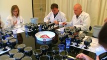 Cientistas belgas usam genética para criar a cerveja perfeita