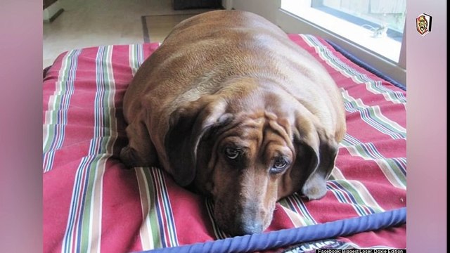 10 حيوانات اليفة لن تصدق انها موجودة !!!