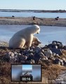 Canada : un ours polaire fait ami-ami avec un chien de traîneau