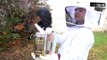 Trois ruches installées dans le collège Chape à Marseille