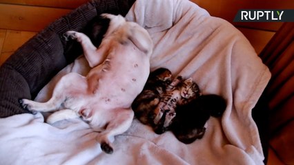 癒し映像！子猫をお世話するパグ