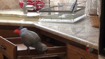 Einstein the Parrot plays hide-and-seek in kitchen drawer