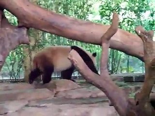 kutup ayılarının komik halleri