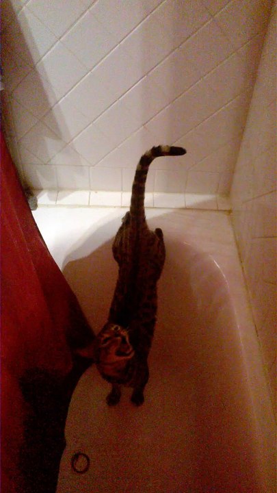 chat douche