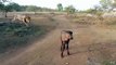 Lion kills small buffalo at Junagadh