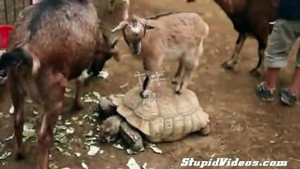 kaplumbaga yavru keçiyi sırtında taşıyor