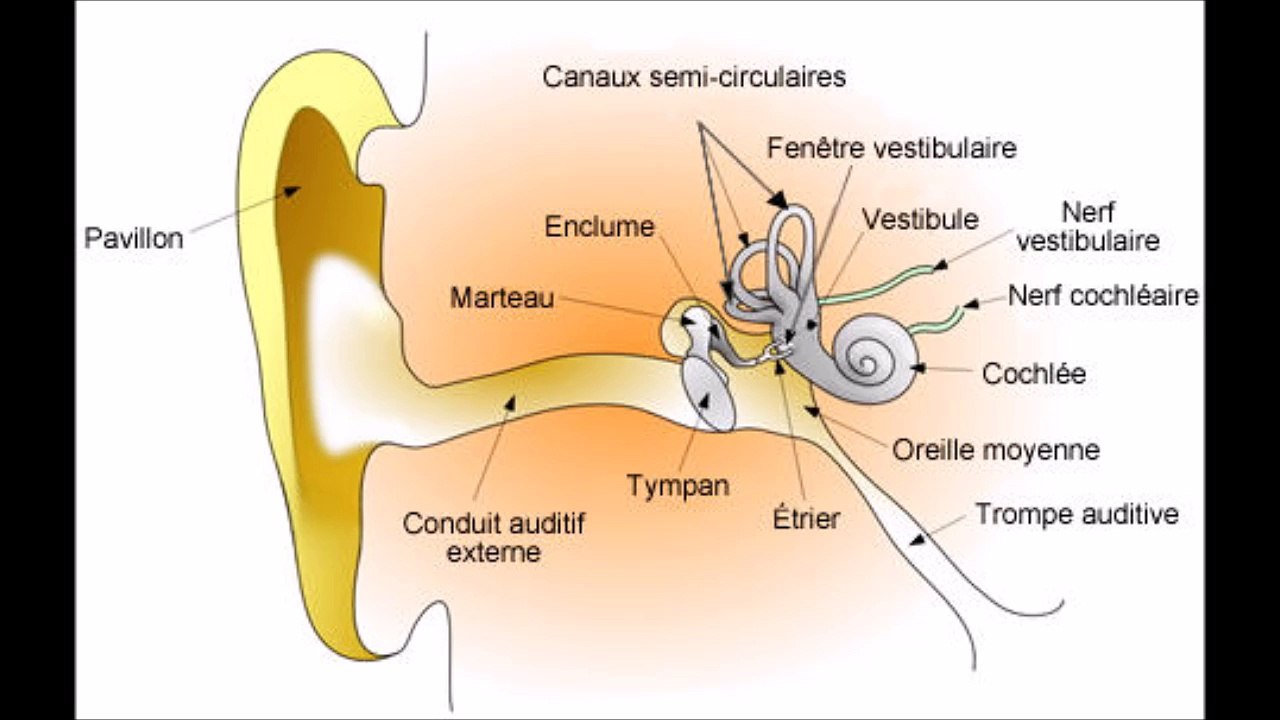 Les troubles de l’audition (Révolutions médicales)