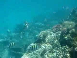 Snorkeling mer rouge Oberoi Juillet 07