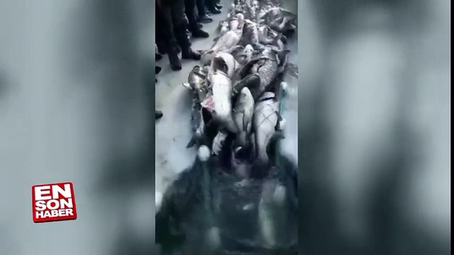 Buz tutmuş gölde görülmemiş balık bolluğu