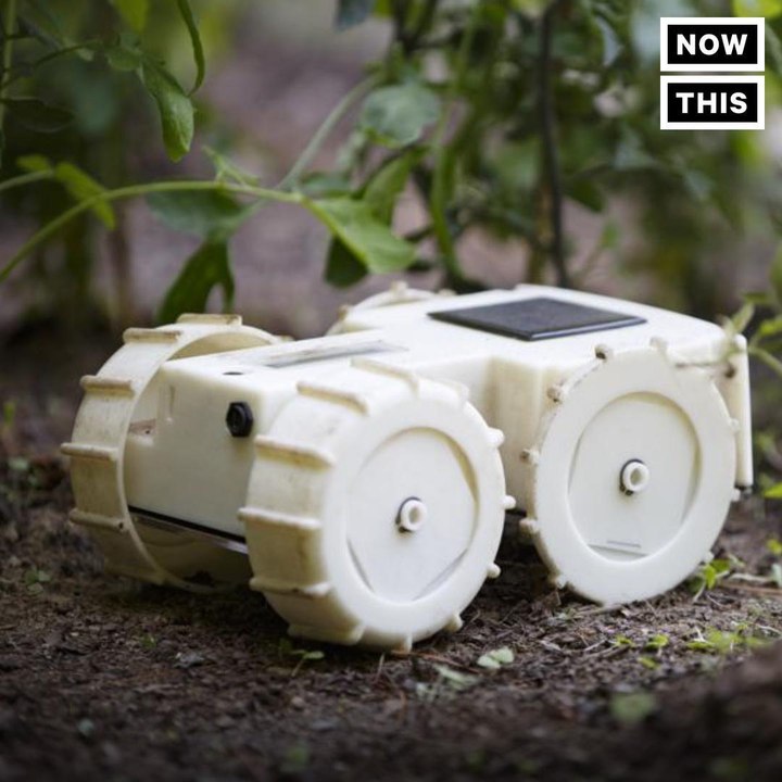 This robot can whack weeds for you