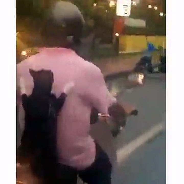Gatinho andando de moto