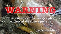 Scary Redback Spider Infestation Found part1