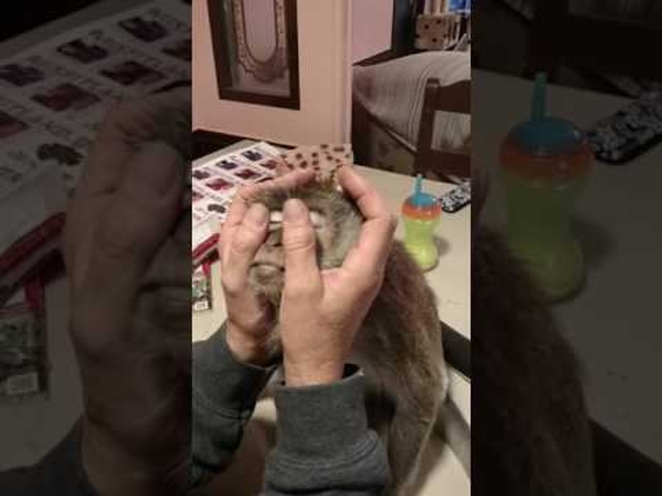 Spoiled Monkey Relaxes While Getting a Massage