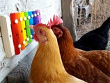 Musical Chickens Play Melody on Children's Xylophone