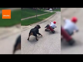 Friendly Rottweiler 'Helps' Drive Trike