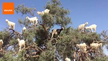 Goats Found Chilling in a Tree