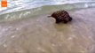 Echidna Cools Off With Swim in Ocean