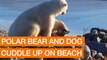 Polar Bear and Dog Cuddle Up on Beach (Package)