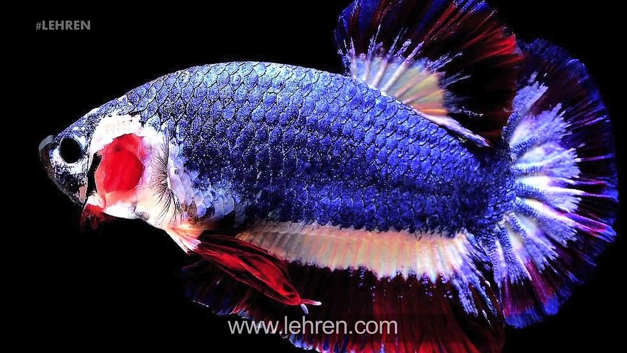 Fish With National Flag Colors