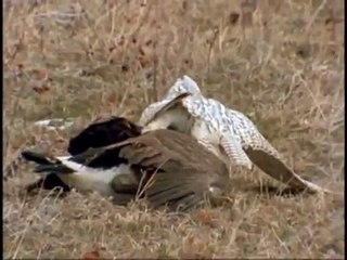 FALCON VS LARGE CANADIAN GOOSE