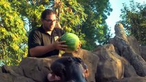 Hippos Get Whole Watermelon Treats - Cincinnati Zoo