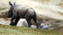 Southern White Rhino Calf Explores New Habitat