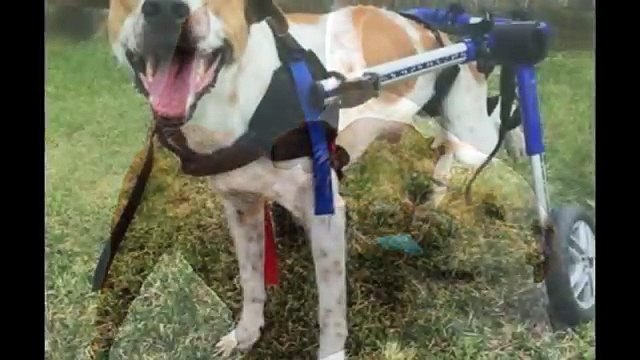 Dog Boarding Encinitas