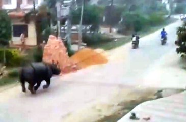 Şehrin Göbeğinde Gergedan Kovaladı