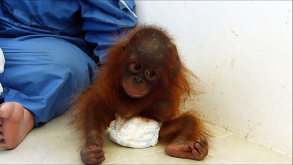 Un Piccolo Orangotango Continua Ad Abbracciare Se Stesso... Il Motivo è Straziante