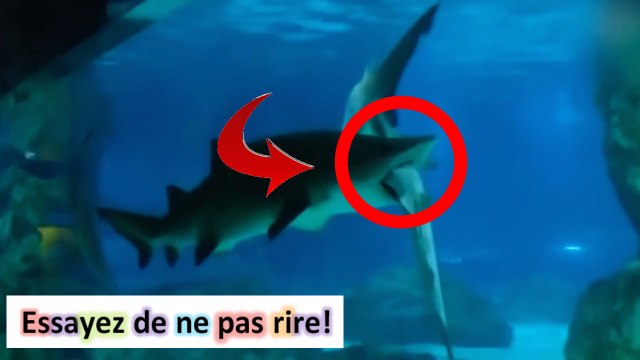 compilation de chutes #71 chutes compile gag essayez de ne pas rire