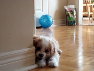 Yaramaz Köpeğin Kapı Tamponu İle İmtihanı