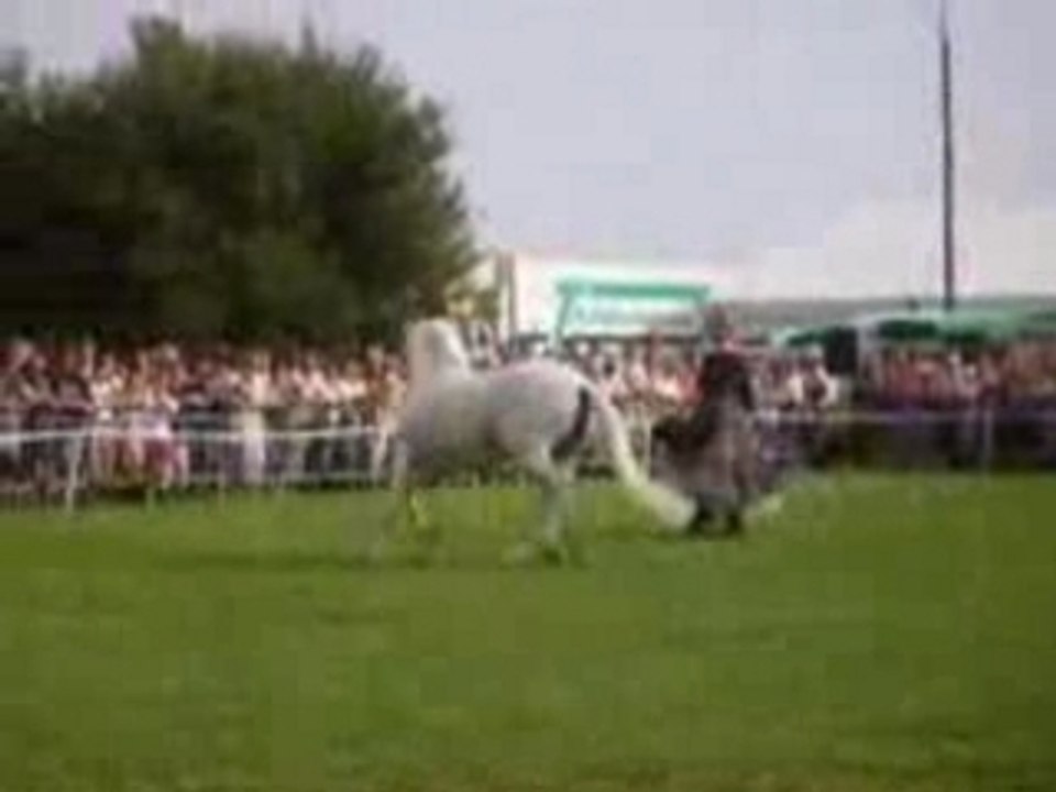 Cheval en liberté