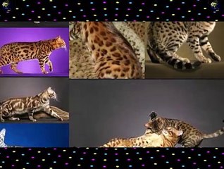 اغلى و افضل 10 قطط فى العالم